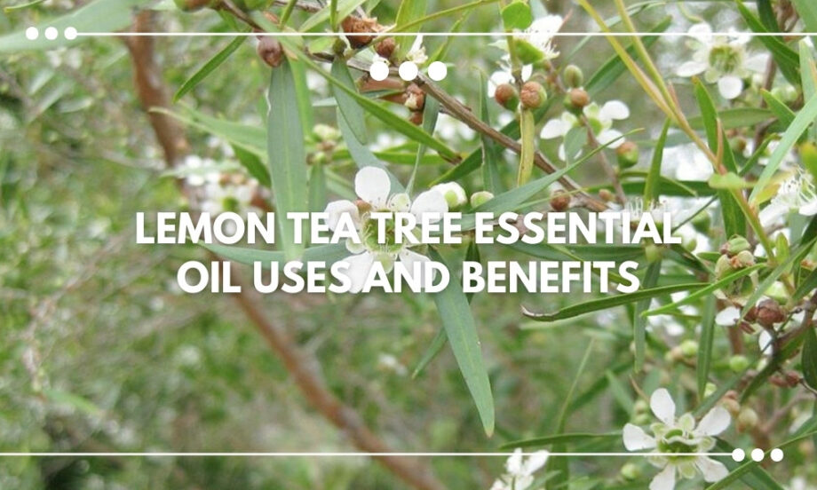 Lemon Tea Tree Essential Oil Uses and Benefits BALM Aromatherapy