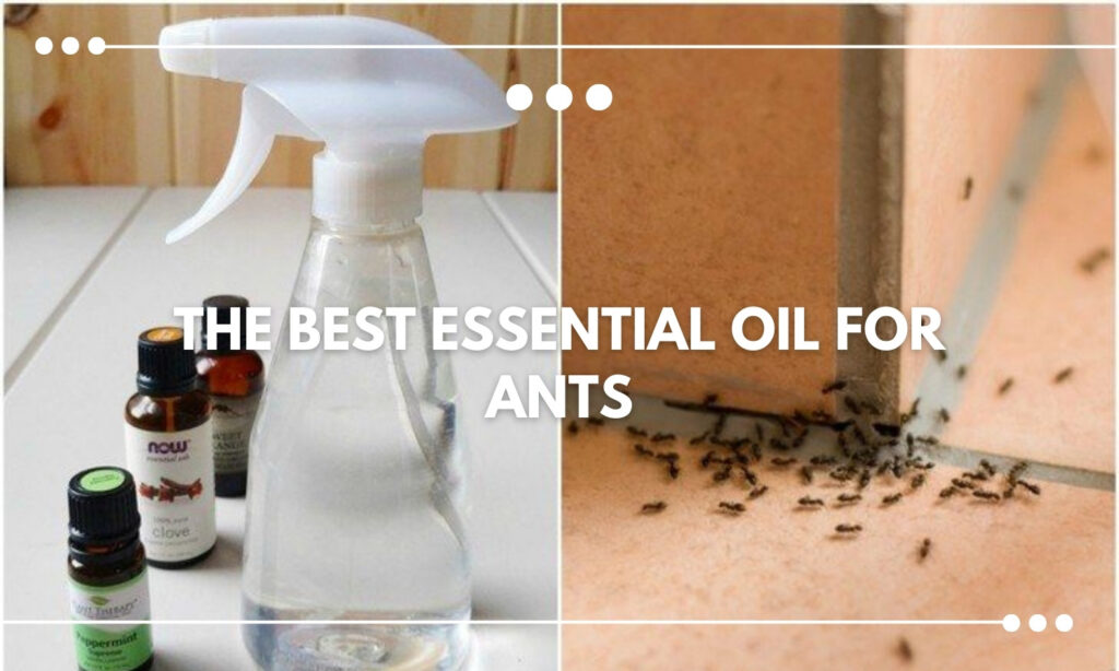 Blog BALM Aromatherapy